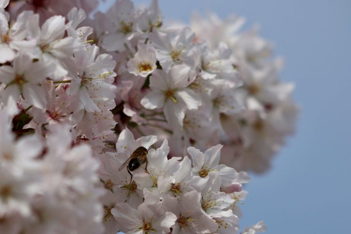 桜