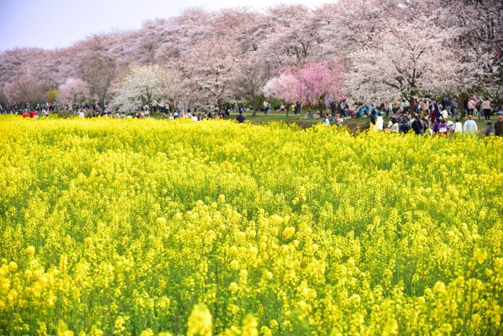 権現堂堤の桜